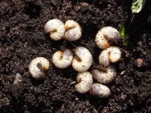 Young (cistus) de plantare și îngrijire în câmp deschis (culoarea imaginii) (reproducere) Young (cistus) de plantare și îngrijire în câmp deschis (foto color)
