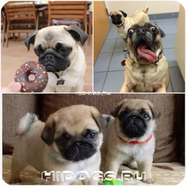 Pug un nume pentru catelul tau, cum de a alege numele mops băiat (foto)