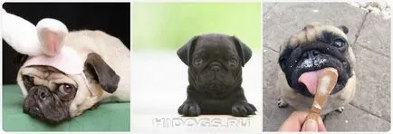 Pug un nume pentru catelul tau, cum de a alege numele mops băiat (foto)