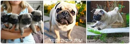 Pug un nume pentru catelul tau, cum de a alege numele mops băiat (foto)