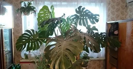 Monstera - ce se întâmplă dacă frunzele galbene, uscate, înnegrite
