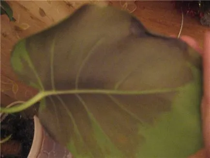 Monstera - ce se întâmplă dacă frunzele galbene, uscate, înnegrite