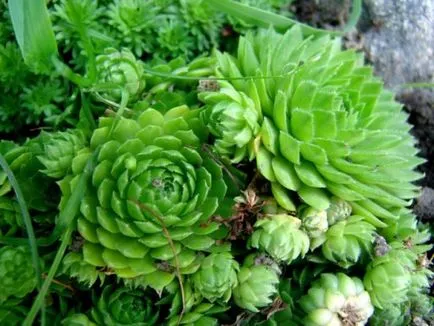 Cuplu în grădină - cultivarea și îngrijirea (tânăr) Cuplu în grădină - cultivarea și îngrijirea