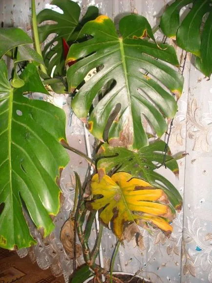 Monstera - ce se întâmplă dacă frunzele galbene, uscate, înnegrite