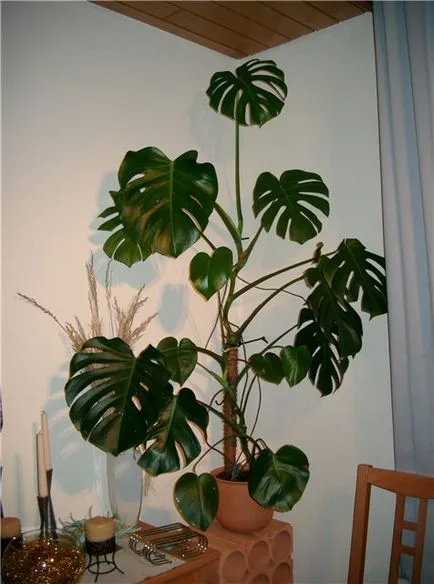 Monstera - ce se întâmplă dacă frunzele galbene, uscate, înnegrite