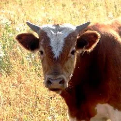 vaci de rasa de carne - descriere, caracteristici, fotografii și video (rase de vaci de carne de vită foto și video) bovine pentru carne rasa - descriere, caietul de sarcini, fotografii și video
