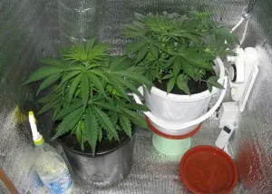 Cel mai bun îngrășământ pentru cultivarea de cânepă, lista (cânepă îngrășământ cultivare) Cel mai bun îngrășământ pentru cultivarea de cânepă, lista