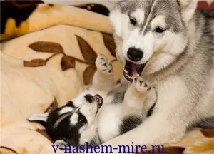 câini atac asupra oamenilor