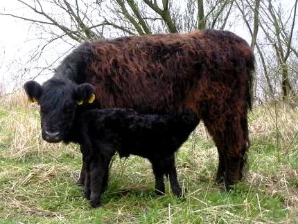 bovine pentru carne rasa - descriere, caietul de sarcini, fotografii și video (rocă) bovine pentru carne rasa - descriere, caietul de sarcini, fotografii și video