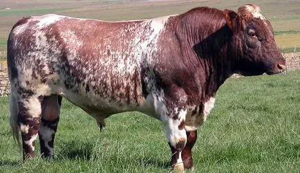 bovine rase de carne - Prezentare generală