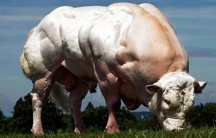 Carne vaci de rasa descriere și fotografii România