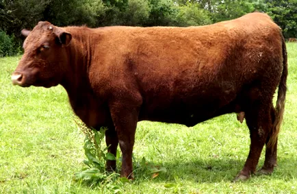 bovine pentru carne rasa - descriere, caietul de sarcini, fotografii și video (rocă) bovine pentru carne rasa - descriere, caietul de sarcini, fotografii și video