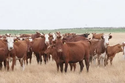 bovine rase de carne - Prezentare generală