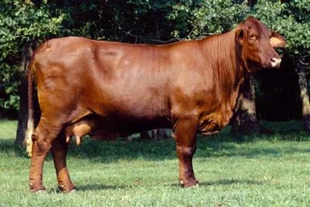 bovine rase de carne - Prezentare generală