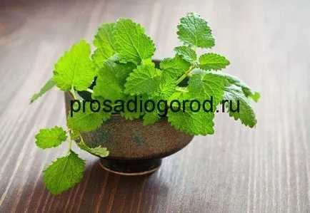 Menta în cultivarea și întreținerea locuinței, video și fotografii (menta) Menta în cultivarea și întreținerea locuinței, video și fotografii