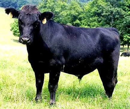 vaci de rasa de carne - descriere, caietul de sarcini, fotografii și video (Procentajul kilogram de carne de vită de ieșire) bovine pentru carne rasa - descriere, caietul de sarcini, fotografii și video