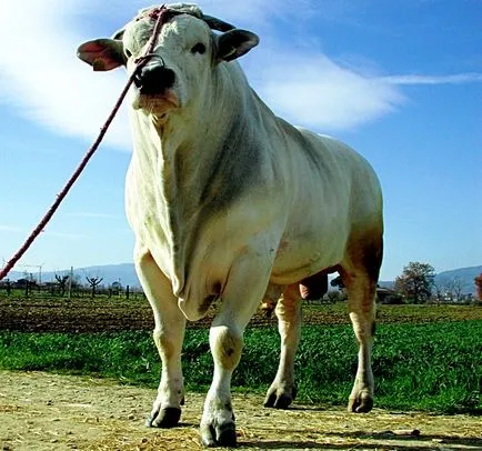 vaci de rasa de carne - descriere, caietul de sarcini, fotografii și video (vaci) bovine pentru carne rasa - descriere, caietul de sarcini, fotografii și video