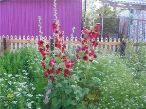 Nume plante perene gradina nepretențioase a crea o secțiune pe un pat care va fi toată vara