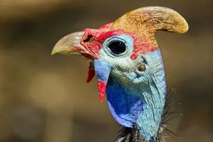 pui Unusual bibilici