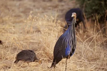 pui Unusual bibilici