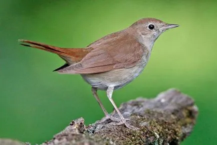 Descriere filomelă, habitat