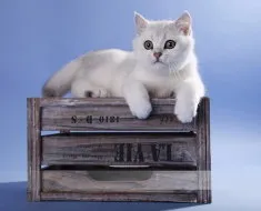 Privire de ansamblu asupra pisica rase de descriere British Shorthair, Pisoi (British) Privire de ansamblu asupra pisica rase Descriere British Shorthair, Kittens