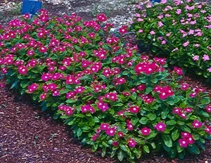 Catharanthus Fermecător, crescute din semințe - grower bucurie