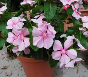 Catharanthus Fermecător, crescute din semințe - grower bucurie
