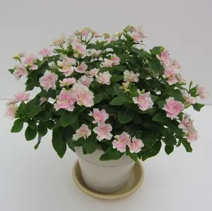 Catharanthus Fermecător, crescute din semințe - grower bucurie