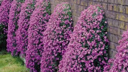 plantare Aubrieta și în creștere de semințe, de îngrijire, foto (îngrijire) plantare Aubrieta și în creștere de semințe, de îngrijire, fotografie