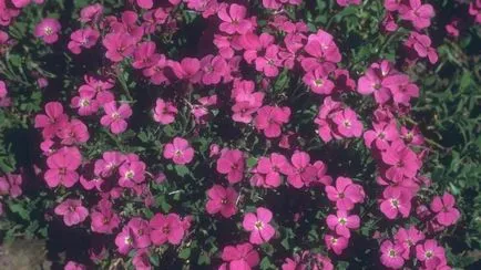 plantare Aubrieta și în creștere de semințe, de îngrijire, Foto (aterizare) plantare Aubrieta și în creștere de semințe, de îngrijire, fotografie