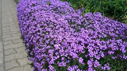plantare Aubrieta și în creștere de semințe, de îngrijire, foto (poze) plantare Aubrieta și în creștere de semințe, de îngrijire, fotografie