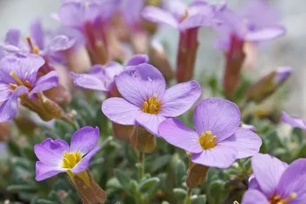 plantarea Aubrieta și îngrijire, înmulțire, soiuri, în creștere din semințe