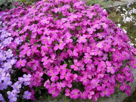 plantare și îngrijire Aubrieta