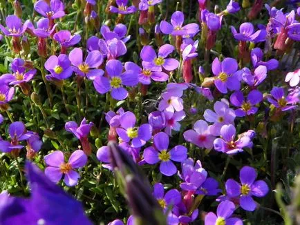 Aubrieta cum să crească din semințe, semințe de probleme de selecție, plantarea de plante și de îngrijire pentru ei (plante) Aubrieta cum să crească din semințe, semințe de probleme de selecție, plantarea de plante și de îngrijire pentru ei