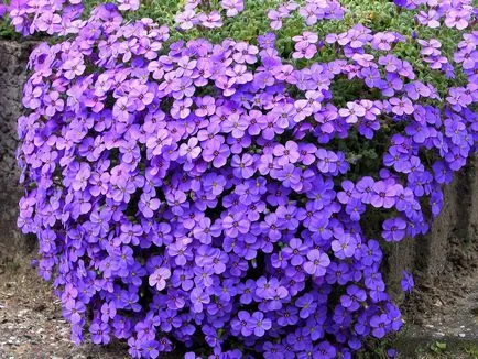 Aubrieta în creștere din semințe atunci când plantare (semințe) Aubrieta în creștere din semințe atunci când plantate