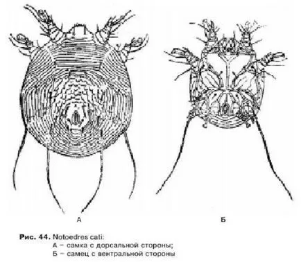 Privire de ansamblu asupra boli de piele la pisici cu fotografii de simptome și descrierea tratamentului (simptome) Privire de ansamblu asupra bolilor de piele la pisici, cu o fotografie și o descriere a tratamentului simptomelor