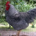 Descriere pui rasa Plymouth cu fotografii ale reprezentanților tipice