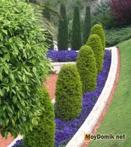 A face crestele cu propriile lor mâini - plante și flori pentru frontiere