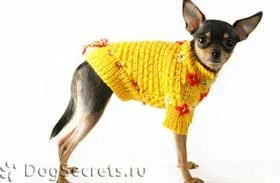 Îmbrăcăminte pentru model de jucărie terrier