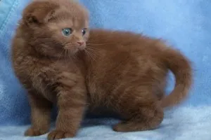 Culoare pisica Scottish Fold, cu tot felul de poze, rase de pisici