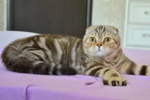 Culoare pisica Scottish Fold, cu tot felul de poze, rase de pisici