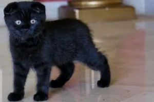 Culoare pisica Scottish Fold, cu tot felul de poze, rase de pisici