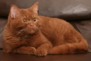 Culoare pisica Scottish Fold, cu tot felul de poze, rase de pisici