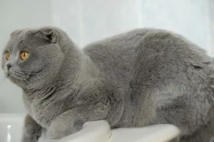 Culoare pisica Scottish Fold, cu tot felul de poze, rase de pisici