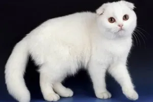 Culoare pisica Scottish Fold, cu tot felul de poze, rase de pisici