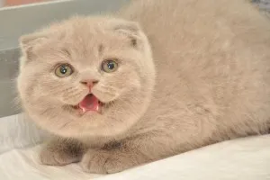 Culoare pisica Scottish Fold, cu tot felul de poze, rase de pisici
