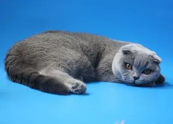 Culoare Scottish Fold pisici