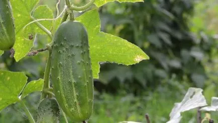 Marinda cultivare castravete și de îngrijire caracteristici (castraveți rating Marinda) Caracteristici Castraveți Marinda de cultivare și îngrijire