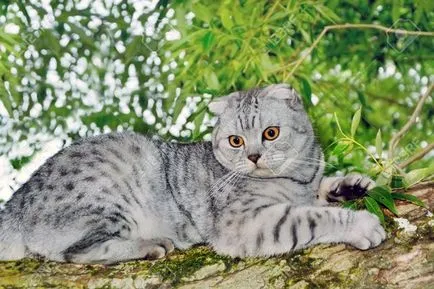 Culori pisicile Scottish Fold negru, ciocolata, rosu, alb, marmura, mov (scoțian) Culori pisicile Scottish Fold negru, ciocolata, rosu, alb, marmura, violet